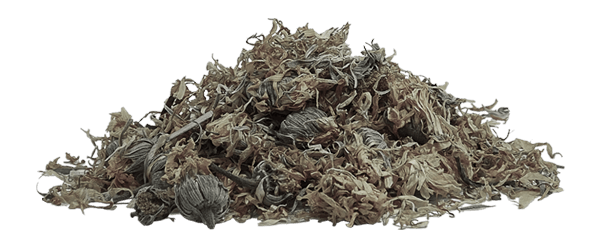 Home Herbal 1